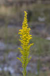 Goldenrod